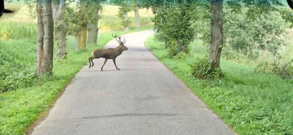Jeleń wędrujący przez wiejską drogę, z majestatycznym porożem na głowie. W tle widać zieleń i drzewa, a zwierzę spokojnie przechodzi środkiem drogi, tworząc harmonijny obraz natury.